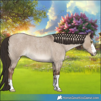 Horse Color:Liver Red Dun Roan 