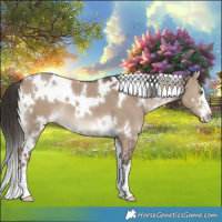 Horse Color:White Spotted Liver Red Dun 