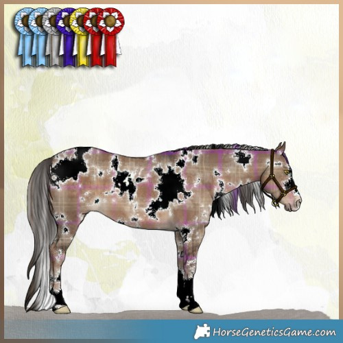 Horse Color:Plaid  White Spotted Liver Red Dun 