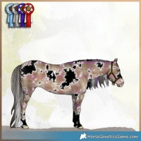 Horse Color:Plaid White Spotted Liver Red Dun