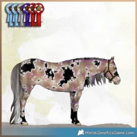 Horse Color:Plaid  White Spotted Liver Red Dun 
