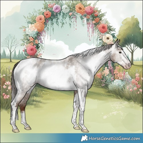 Horse Color:Gray Classic Champagne Roan Tobiano Frame Appaloosa 