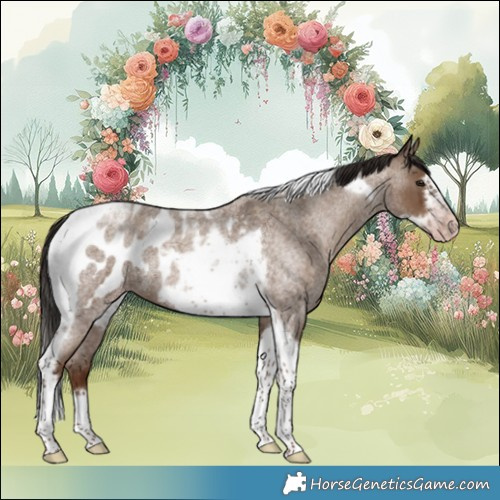 Horse Color:Gray Classic Champagne Roan Tobiano Frame Appaloosa
