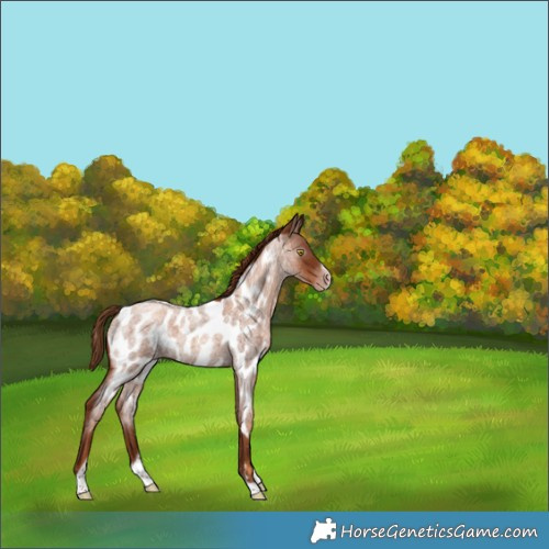 Horse Color:Gray Gold Champagne Roan Tobiano Frame Appaloosa 