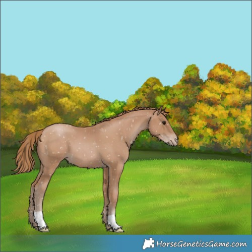 Horse Color:Black Pearl Appaloosa