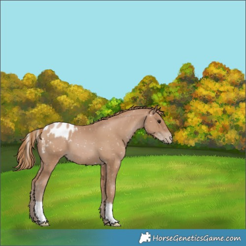 Horse Color:Black Pearl Appaloosa