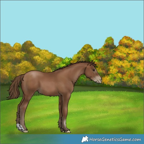 Horse Color:Gray Black Pearl