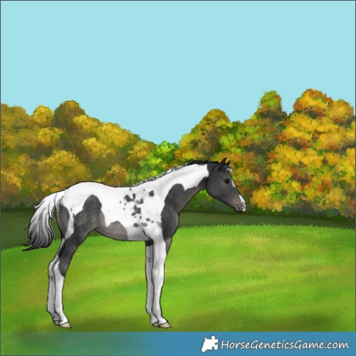 Horse Color:Black Tobiano Rabicano 