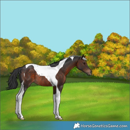 Horse Color:Brown Tobiano Rabicano 