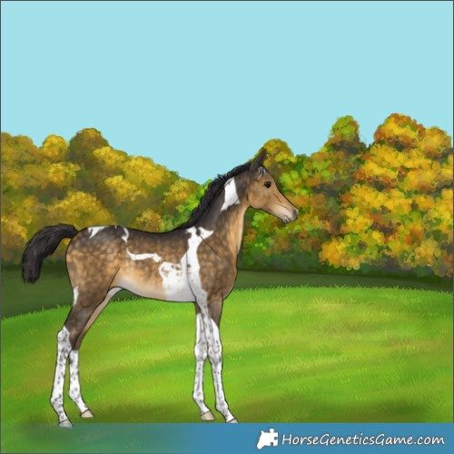 Horse Color:Buckskin Tobiano Rabicano 