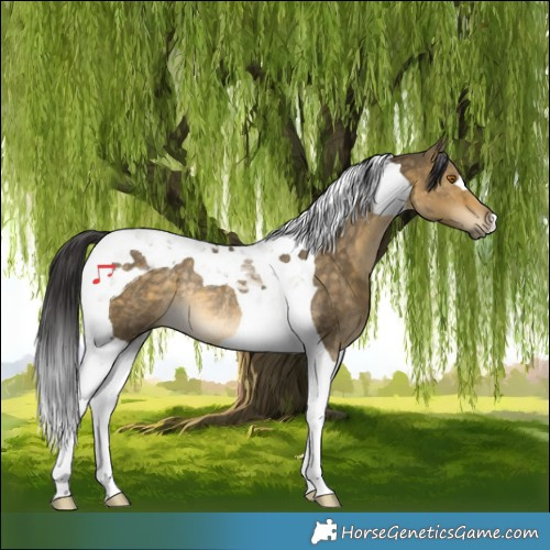 Horse Color:Buckskin Dun Tobiano Rabicano 
