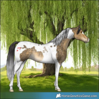 Horse Color:Buckskin Dun Tobiano Rabicano