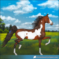 Horse Color:Bay Frame 