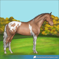 Horse Color:Silver Brown Pearl Tobiano Appaloosa Rabicano 