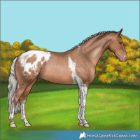 Horse Color:Silver Brown Pearl Tobiano Appaloosa Rabicano