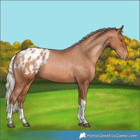 Horse Color:Silver Brown Pearl Tobiano Appaloosa Rabicano