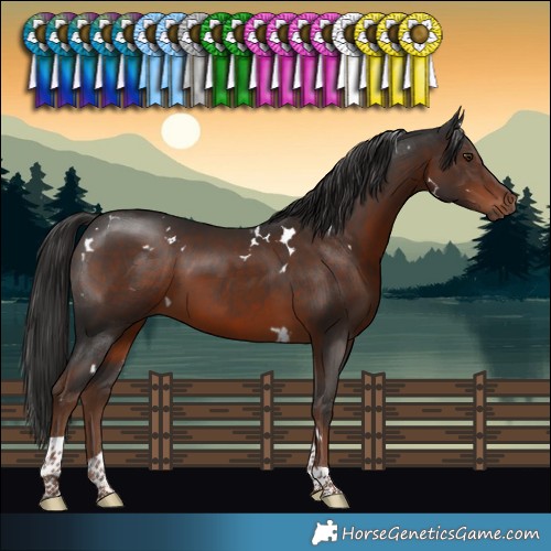 Horse Color:White Spotted Liver Chestnut Tobiano 