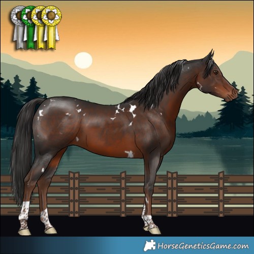 Horse Color:White Spotted Liver Chestnut Tobiano 