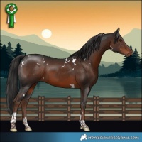 Horse Color:White Spotted Liver Chestnut Tobiano 