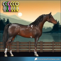 Horse Color:White Spotted Liver Chestnut Tobiano