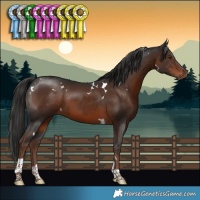 Horse Color:White Spotted Liver Chestnut Tobiano 
