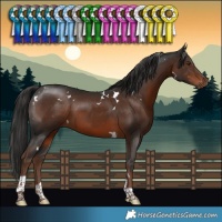 Horse Color:White Spotted Liver Chestnut Tobiano 