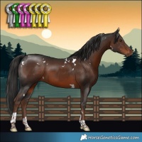 Horse Color:White Spotted Liver Chestnut Tobiano 