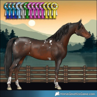 Horse Color:White Spotted Liver Chestnut Tobiano 