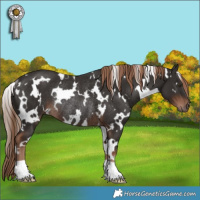 Horse Color:White Spotted Liver Chestnut Rabicano 
