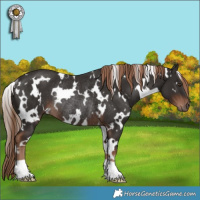 Horse Color:White Spotted Liver Chestnut Rabicano 