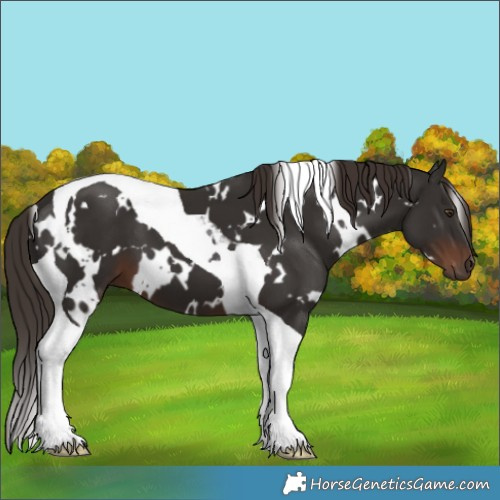 Horse Color:White Spotted Liver Chestnut Tobiano 