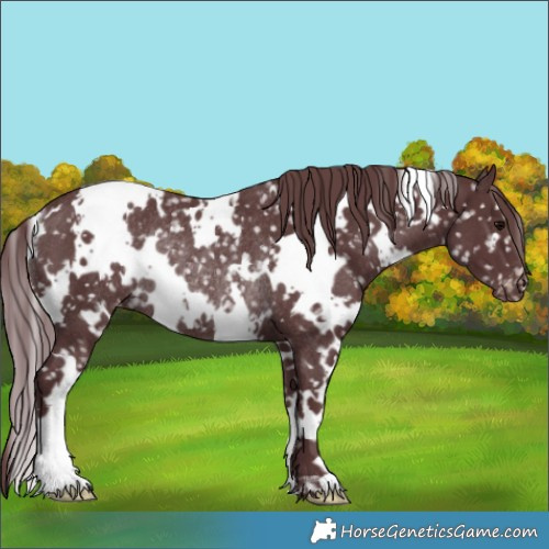 Horse Color:White Spotted Chocolate Black Appaloosa Rabicano