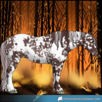 Horse Color:White Spotted Chocolate Black Snowflake Varnish Rabicano 