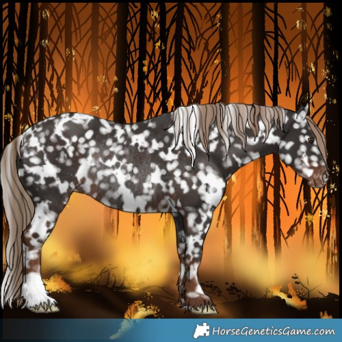 Horse Color:White Spotted Liver Chestnut Snowflake Varnish Rabicano 