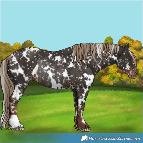 Horse Color:White Spotted Liver Chestnut Appaloosa Rabicano 