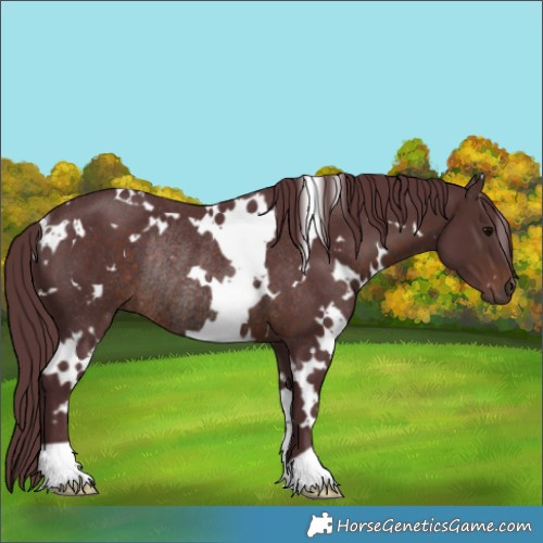 Horse Color:White Spotted Chocolate Brown Rabicano 