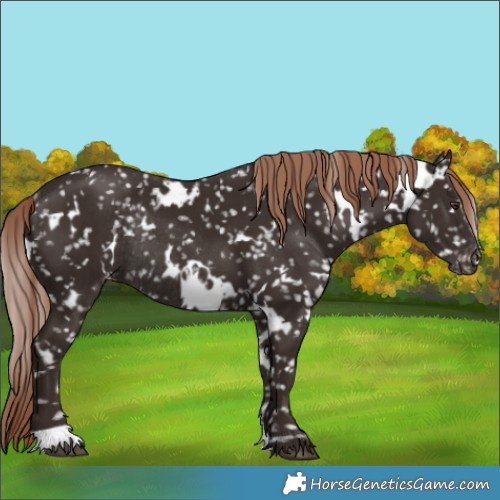 Horse Color:White Spotted Liver Chestnut Appaloosa Rabicano