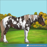 Horse Color:White Spotted Liver Chestnut Tobiano Rabicano 