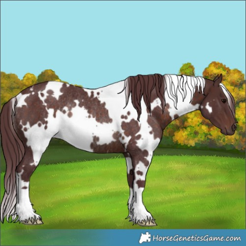 Horse Color:White Spotted Chocolate Brown Rabicano 