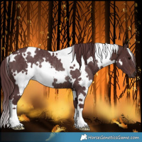 Horse Color:White Spotted Chocolate Brown Rabicano 