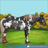 Horse Color:White Spotted Liver Chestnut Rabicano 