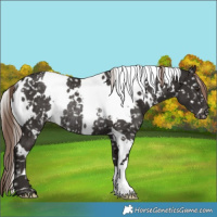 Horse Color:White Spotted Liver Chestnut Appaloosa Rabicano 