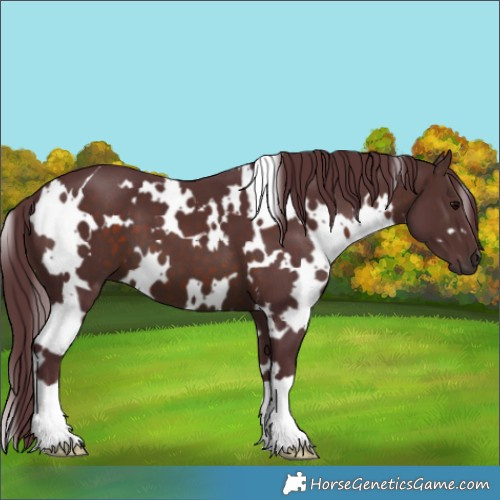 Horse Color:White Spotted Chocolate Brown 