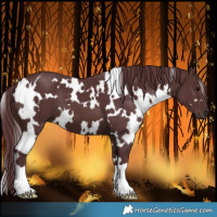 Horse Color:White Spotted Chocolate Brown 