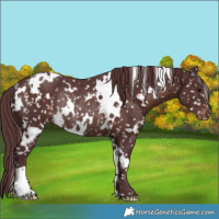 Horse Color:White Spotted Chocolate Brown Snowflake Varnish Rabicano 