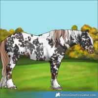 Horse Color:White Spotted Liver Chestnut Snowflake Varnish Rabicano 
