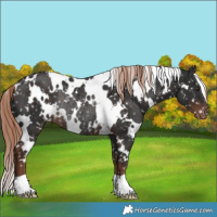 Horse Color:White Spotted Liver Chestnut Appaloosa Rabicano 