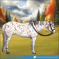 Horse Color:Bay Leopard 