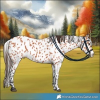 Horse Color:Bay Appaloosa