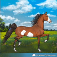 Horse Color:Bay Frame 